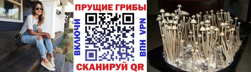 Псилоцибиновые грибы MAGIC MUSHROOMS  Тихвин 